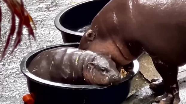 Baby pygmy hippo in Thailand becomes online sensation drawing large crowds at zoo
