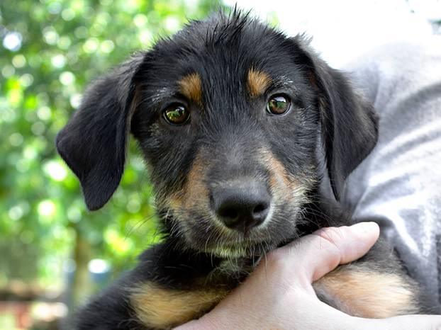 FOTO Slatki kao med: 10 pasa koji su u potrazi za domom