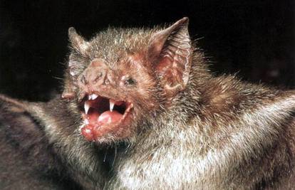 Šišmiš vampir ima oštre zube i hrani se krvlju, čak i ljudskom!
