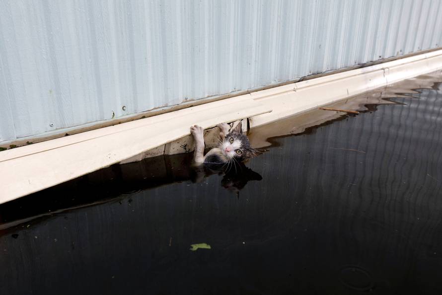 A cat clings to the side of a trailer amidst flood waters as the Northeast Cape Fear River breaks its banks in the aftermath Hurricane Florence in Burgaw, North Carolina