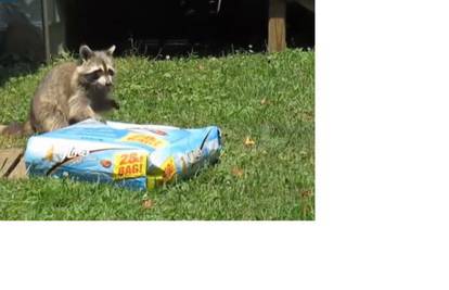 Vješti rakun ukrao vreću hrane za mačke bez imalo problema