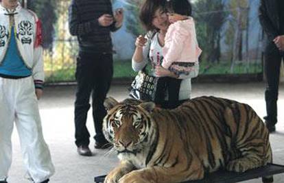 Zoološki vrt posjetiteljima dopušta da maze tigrove
