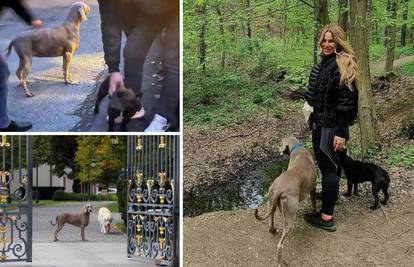 Bijes zbog Todorića: 'Pustili su pse da im lutaju po cesti bez nadzora! Prijavili smo ih policiji'