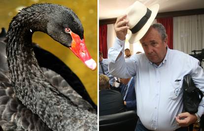 Kerum pronašao crnog labuda: 'Opara uteka, vidija je da gube'