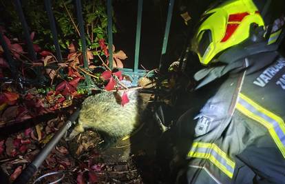 Jazavac zapeo u ogradi, spasili su ga zagrebački vatrogasci