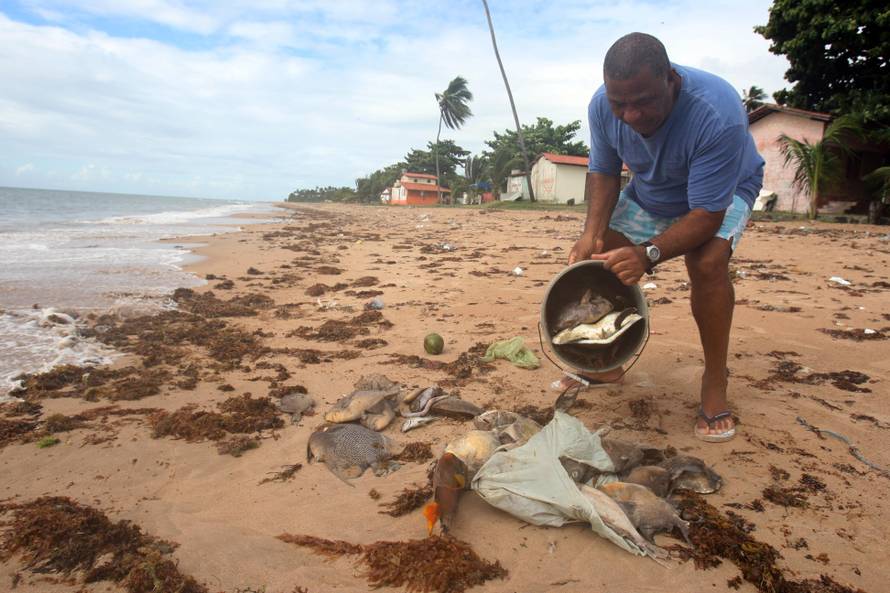 Fish of various sizes and species have appeared dead in the last ten days at beach coastline Aratuba in Itaparica Island, Salvador, Bahia