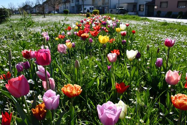 Slavonski Brod: Šarene cvjetne gredice rascvjetalih tulipana svojom ljepotom krase gradske parkove