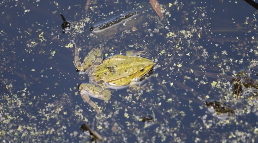 Žabe rade na natalitetu: U bari  u Turopolju se sočno ljubakale