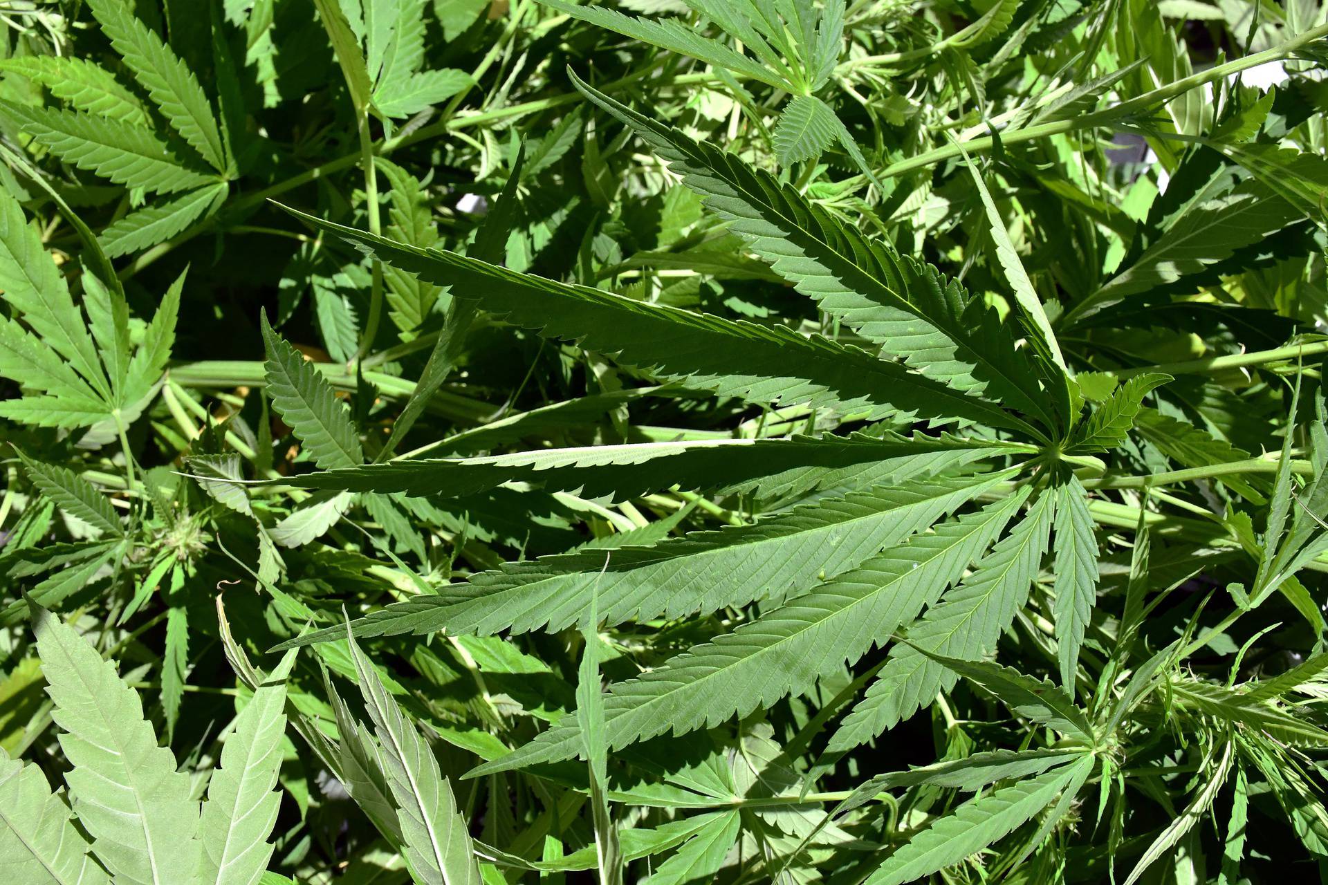 Policija u Novoj Gradiški pronašla 91 stabiljku marihuane