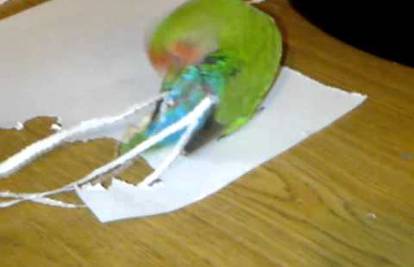 Kitila se tuđim perjem: Papiga ugradila ekstenzije u kratki rep