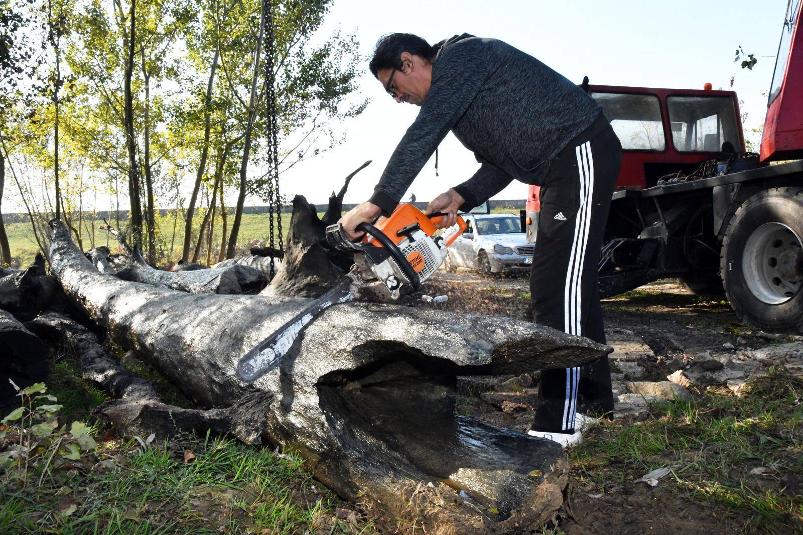 Vađenja trupaca hrasta abonosa u Orašju, visokovrijednog drveta koji leži na dnu Save