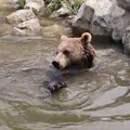 VIDEO Medo Albert iz Zoolo&scaron;kog vrta u Zagrebu ne ide na more, ali zato se hladi u svom bazenu