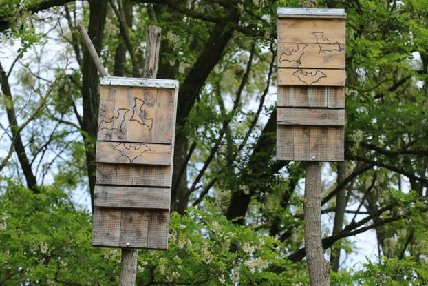 Osijek: Mario Romulić napravio je kućice za šišmiše