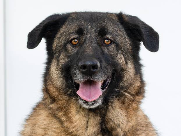 FOTO Ovi preslatki psići u Noinoj Arci čekaju samo vas da ih udomite