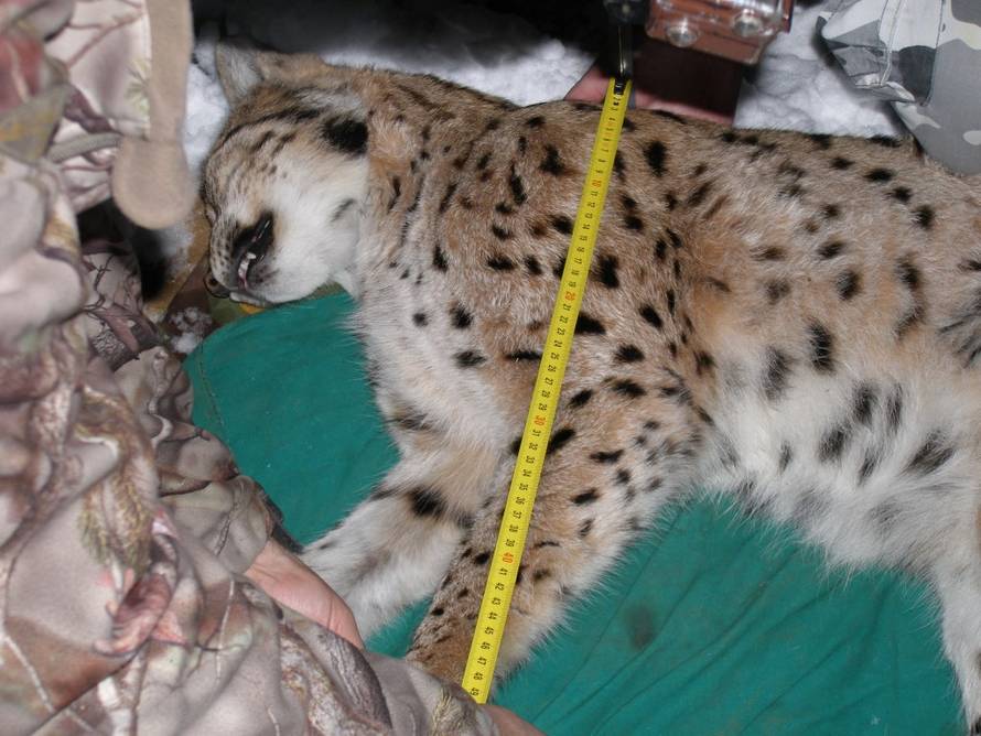 Hrvatske jedinke spašavat će ris Doru ulovljen u Rumunjskoj