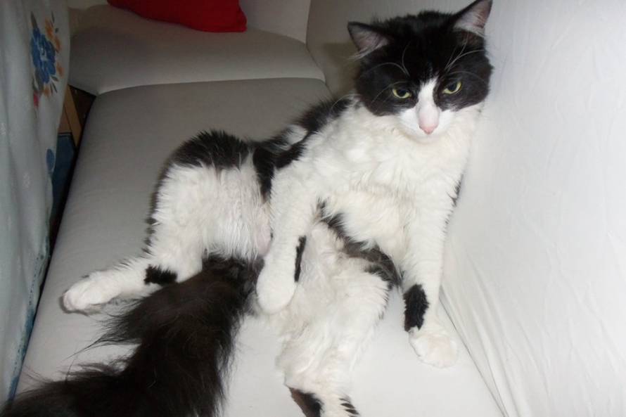 24Ljubimci/Daj šapu