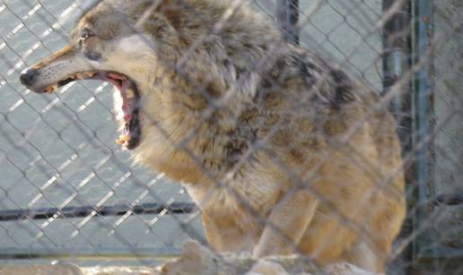 Nije dočekao slobodu: Uginuo stari vuk iz splitskog ZOO-a