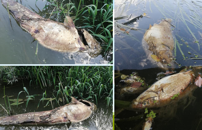 Strašne fotografije pomora ribe u Orljavi: Još se ne zna razlog