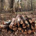 Poginuo šumar (32) dok je rušio stablo hrasta: Palo je na njega