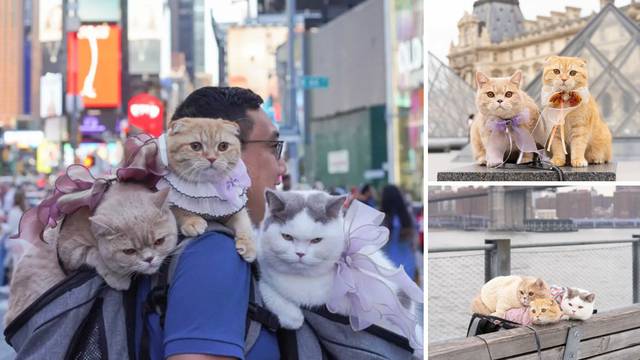 Svoje mačke  vodi na putovanja po svijetu: 'Nigdje ne idemo bez njih, obožavaju istraživati'