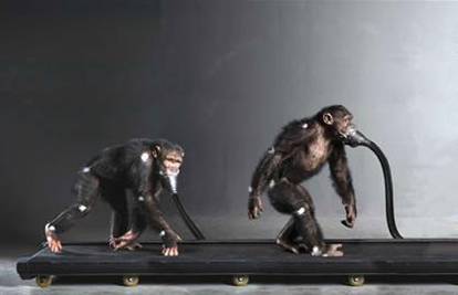 Čimpanze "počele" hodati samo na dvije noge