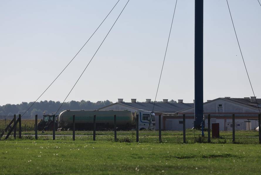 Sokolovac: Kreće eutanazija svinja, uvode se novi sigurnosni protokoli