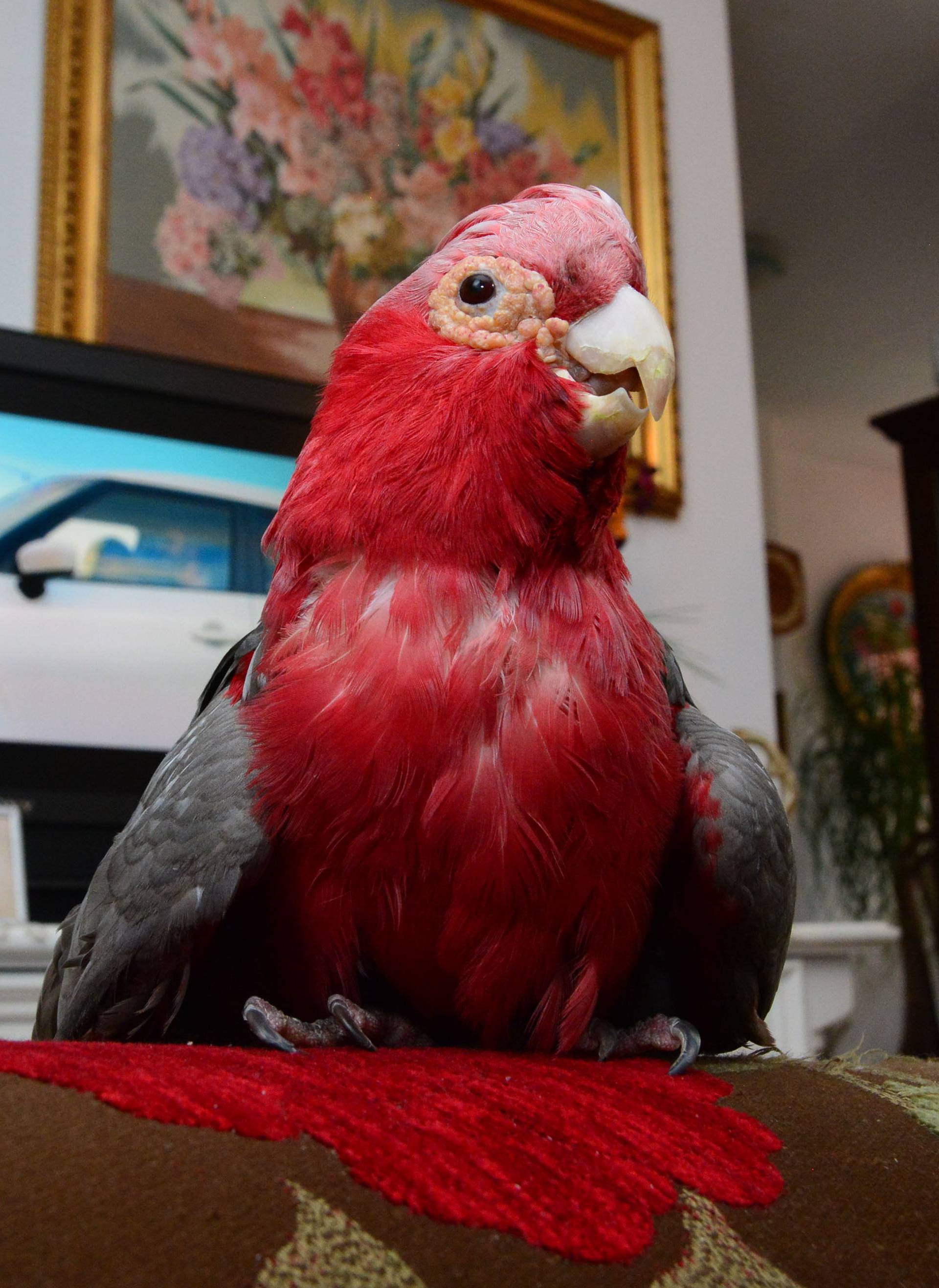 Turske su mu najdraže: Papiga Kuki obožava gledati sapunice