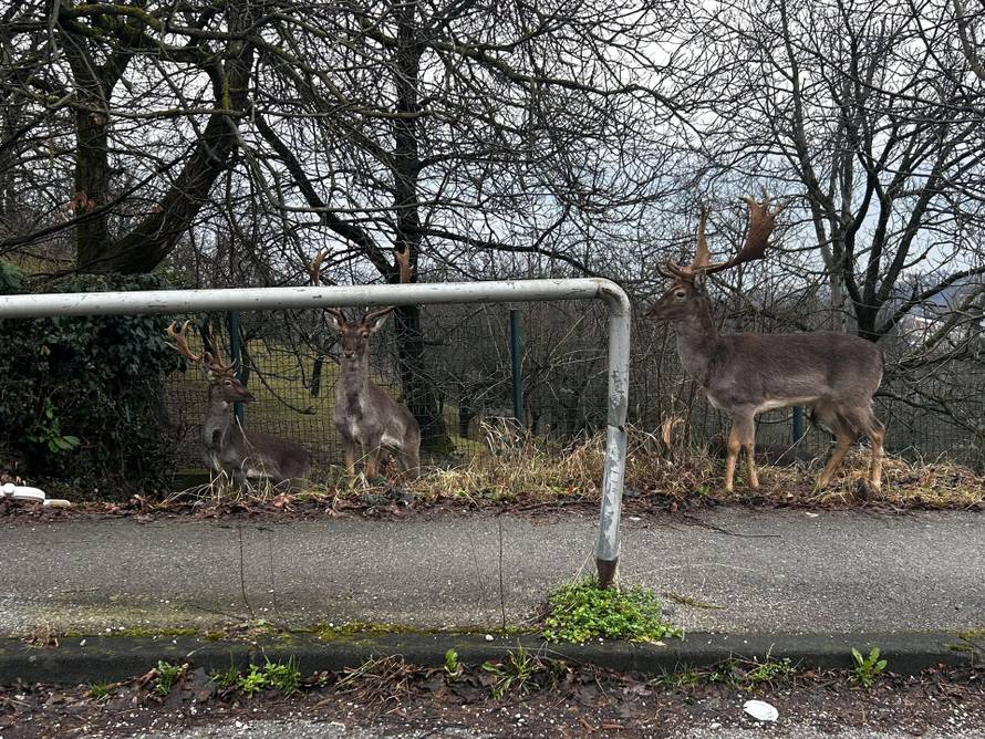 VIDEO Kakva scena u Zagrebu: 'Jeleni su čak prelazili po zebri'