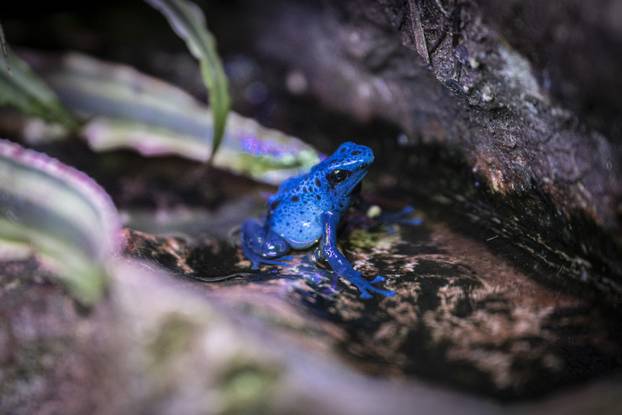 pralesni&ccaron;ka barv&iacute;&rcaron;sk&aacute;, azurov&aacute; (Dendrobates tinctorius), &zcaron;&aacute;ba, &zcaron;&aacute;by