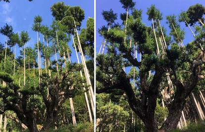 Stara japanska tehnika Daisugi omogućuje eko proizvodnju drveta bez ikakve sječe šuma...