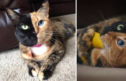 Ovo je Venus, najljepša mačka ikad: Dva lica, nula Photoshopa