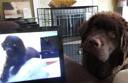 Baš preslatko: Dva su psića brata 'popričala' preko Skypea