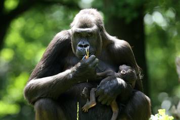 Gorilla mother Safiri with gorilla baby