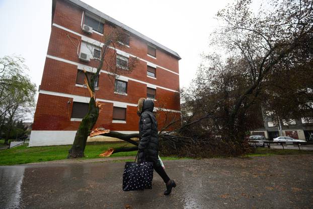 Zagreb: Jak olujni vjetar polomio stabla i grane na Jarunu
