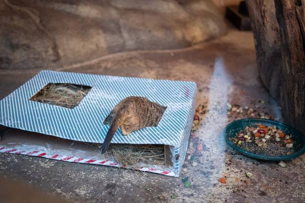 Zagreb: Podjela darova životinjama u Zoološkom vrtu