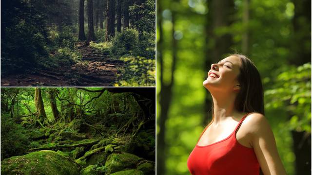 Idite u šumu: Terapija drvećem puni energijom i pomlađuje