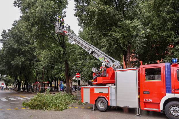 Pula: Srušeno napuklo stablo na Giardinima 