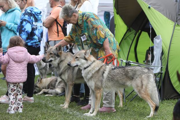 Karlovac: Me?unarodna izložba pasa