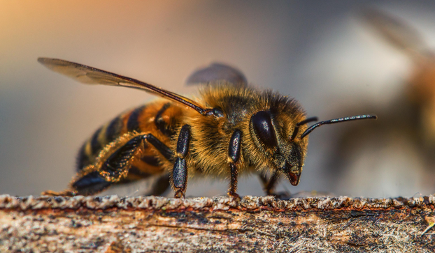 Svjetski je dan pčela! Znate li koliko su važne za naš planet?