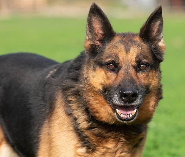 FOTO Ovi preslatki psići iz Noine Arke traže obitelj i stalni dom