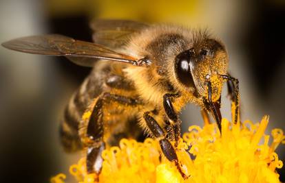 Fantastične stvari koje ne znate o pčelama - mogu brojiti do 5?