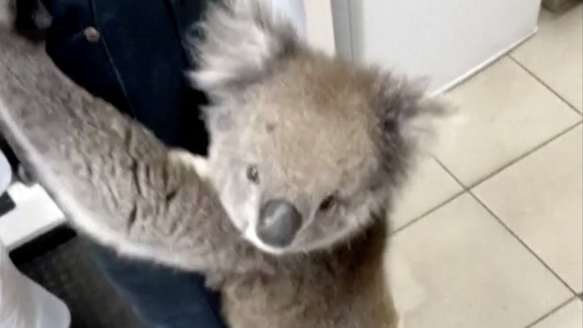 Koala ušetala u benzinsku postaju i skočila na prodavača: 'Ne znam kako da ju skinem'