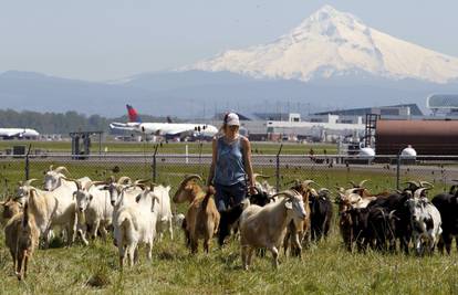 Koze, ljame i magarci uređuju zračnu luku u Oregonu