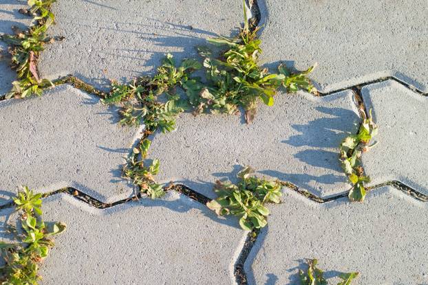 Closeup of gray concrete yard or sidewalk pavement slabs and young little green weed plants starting to grow between concrete tiles in spring. Beginning of new life.