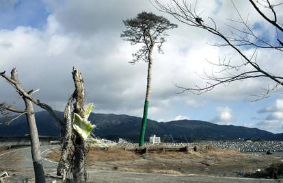 Ostat će vječan: Posjekli bor koji je jedini  preživio tsunami