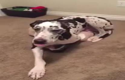 Smijeh do suza: Preveliki pas pokušava leći u premali krevet