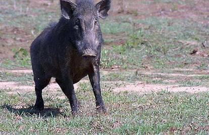 Divlja svinja izletjela na autocestu kraj Barcelone