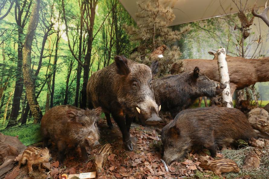 24SATA Izložba "100 godina hrvatskog lovstva" u Lovačkom muzeju