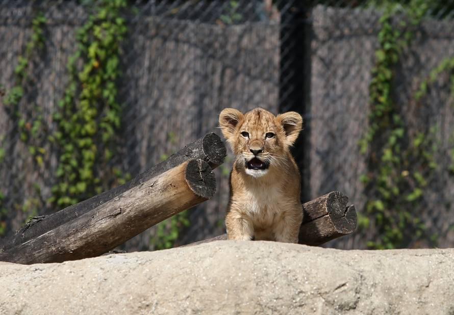 Napokon znamo spol: Lavići iz našeg ZOO-a su curica i dečko