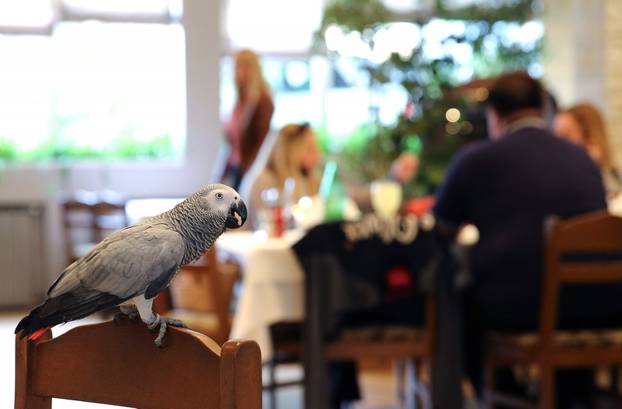 Šibenik: Restoran u kojem papagaj Koko uživa u janjetini s gostima